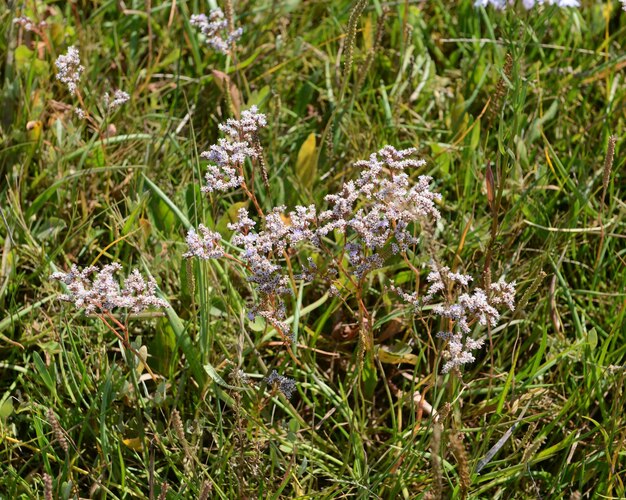 Paarse bloemen bloeien op het veld.