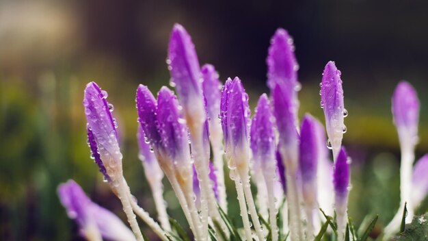 paarse bloemen die buiten in de regen zijn