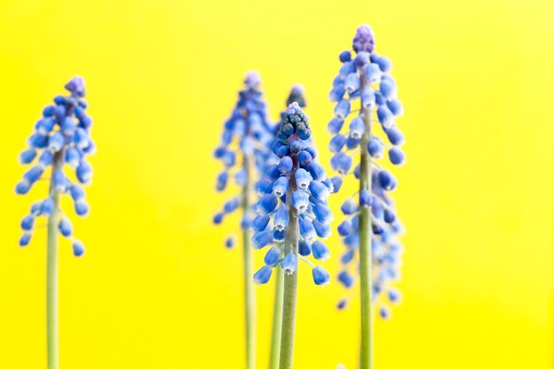 Paarse bloemen die groeien in het lenteseizoen