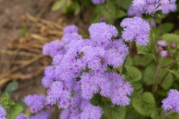 Paarse bloemen Een bloeiende plant Schoonheid zit in de natuur