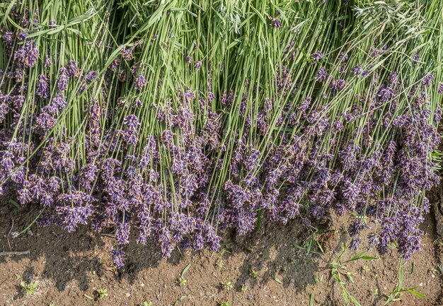 Foto paarse bloemen groeien in het veld