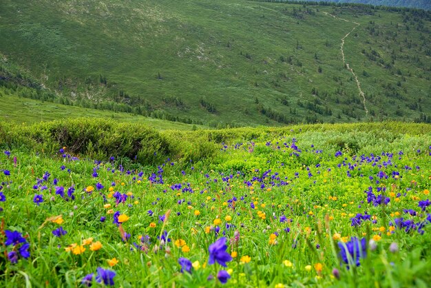 Foto paarse bloemen groeien in het veld