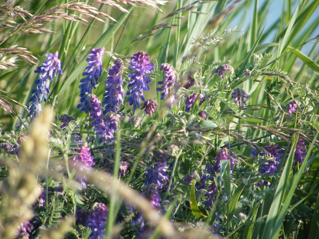 Paarse bloemen groeien op het veld op een zonnige dag.