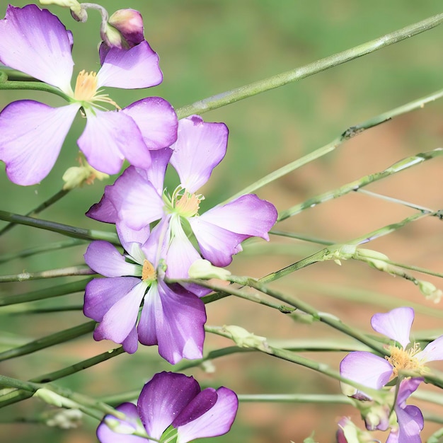 Foto paarse bloemen groene bladeren en stengels lentezon