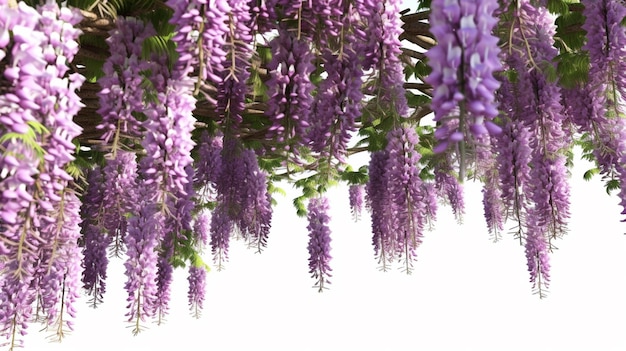 Paarse bloemen hangen aan een boom in een tuin.