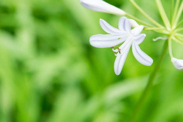 Paarse bloemen in de tuin