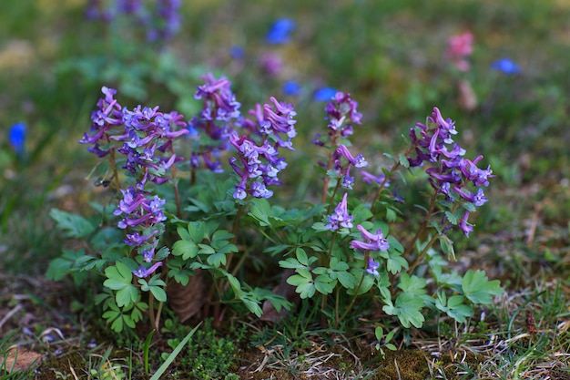 paarse bloemen in de tuin