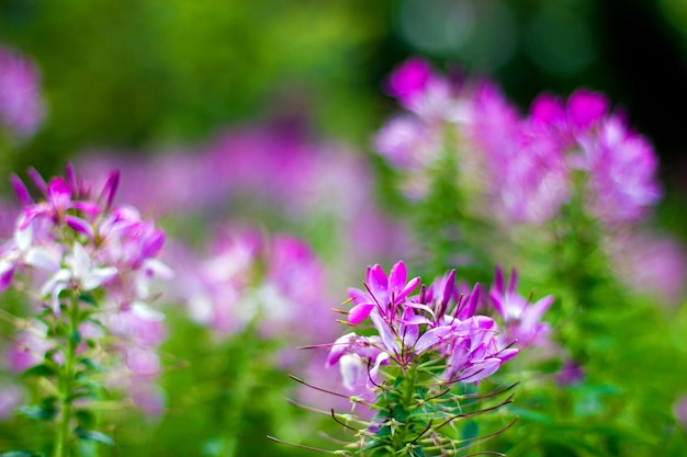 paarse bloemen in de wilde natuur