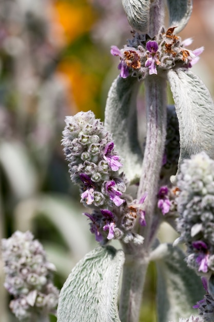 Paarse bloemen in de zomer