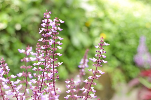 Foto paarse bloemen in een tuin voor natuurlijke achtergrond