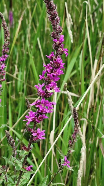 Foto paarse bloemen in een veld van hoog gras