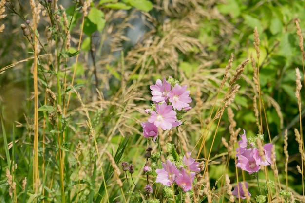 Paarse bloemen in het gras