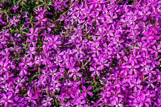 Foto paarse bloemen in het gras