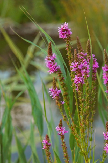 Paarse bloemen in wild helder natuur zomer groen gras