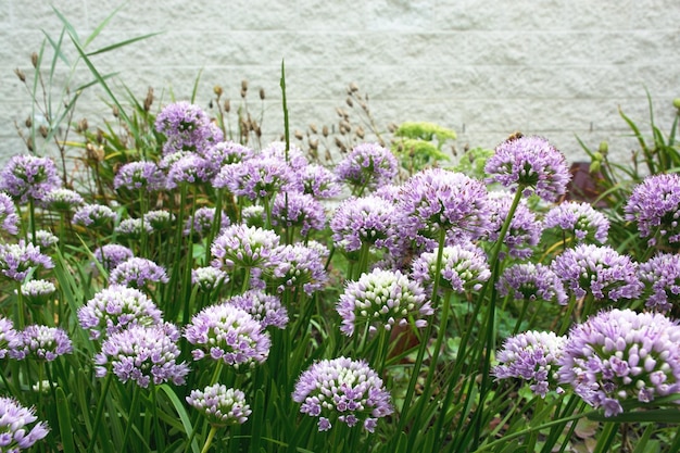 Paarse bloemen in zonnige dag achtergrond met grijze muur