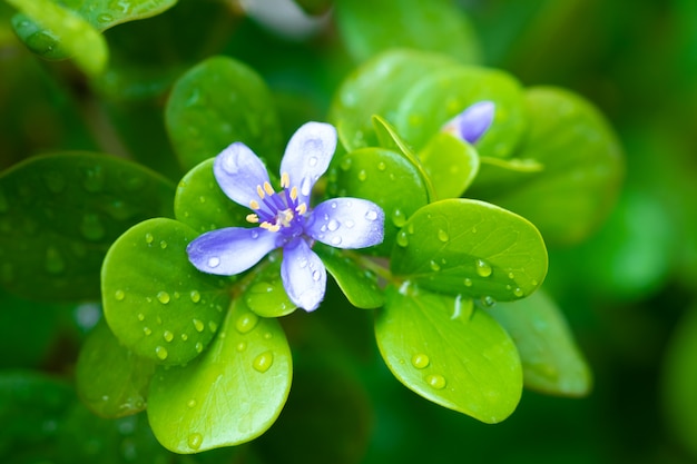 Foto paarse bloemen. kaeo chao chom, lignum vitaetree