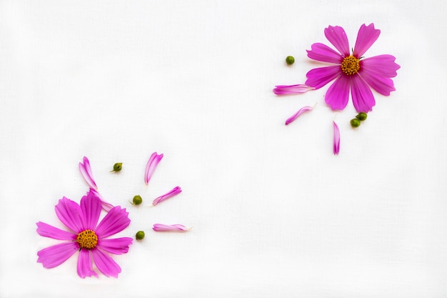 paarse bloemen kosmos arrangement plat ansichtkaart stijl