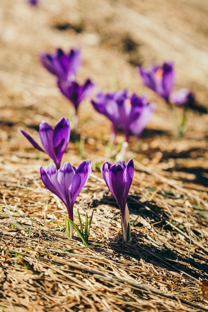 Paarse bloemen krokussen op geel gras een lente