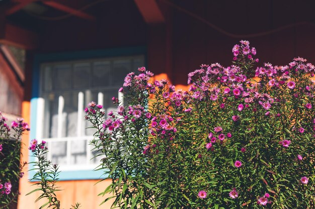Paarse bloemen op de achtergrond van oranje houten huis