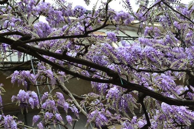 Foto paarse bloemen op de boom.