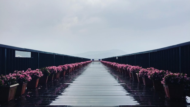 Foto paarse bloemen op de pier tegen de lucht