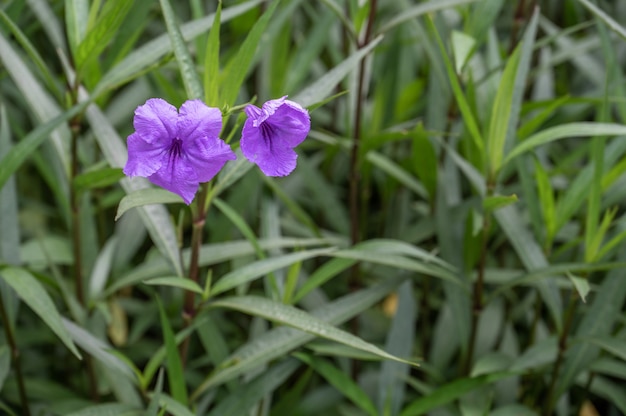 Paarse bloemen op een donkergroene achtergrond