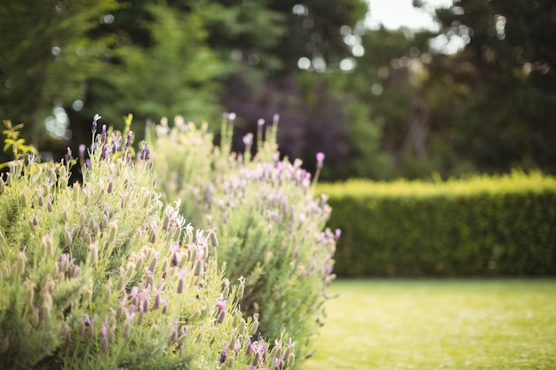 Paarse bloemen op plant