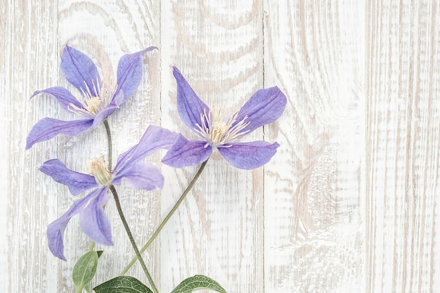 Paarse bloemen op witte houten achtergrond