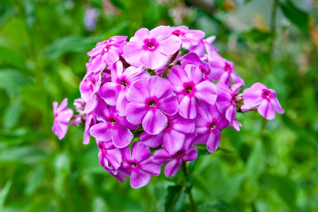 Paarse bloemen phlox paniculata Bloeiende tak van paarse phlox in de tuin bij regenachtig weer