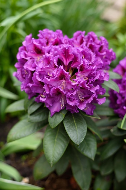 Paarse bloemen van de Rasputin rododendron in het voorjaar in de tuin