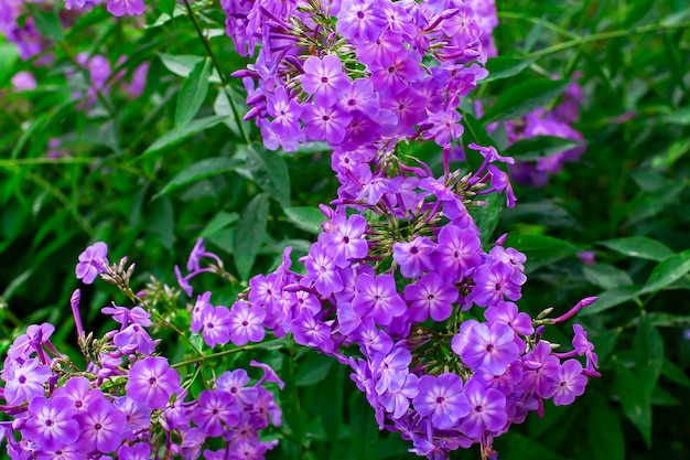 Paarse bloemen van dichtbij in de tuin