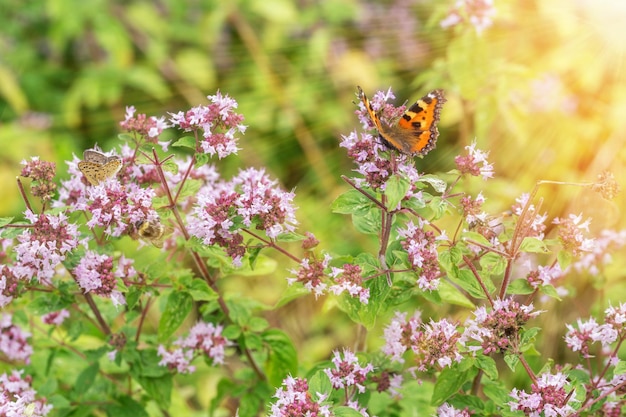 Paarse bloemen van origanum vulgare of gewone oregano wilde marjolein Sunny day