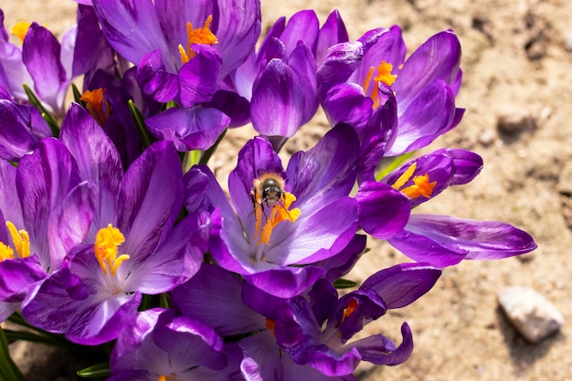 Paarse bloemen van violette macrofotografie close-up