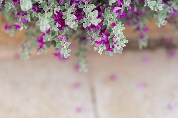 Paarse bloemen van witte bladbomen De schoonheid van de natuur