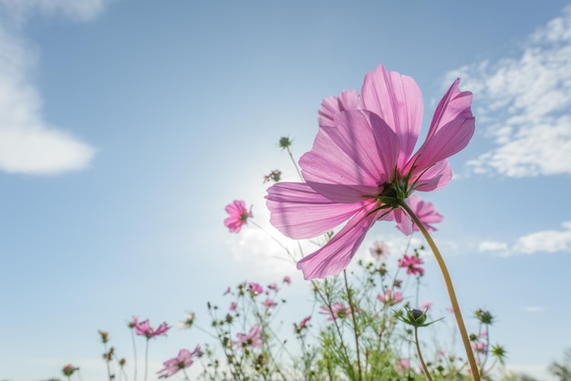 Paarse bloemen vangen het zonlicht in de lente in de wei