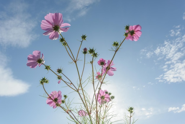 Paarse bloemen vangen het zonlicht in de lente in de wei