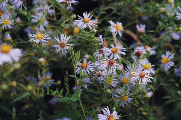 Foto paarse bloemen