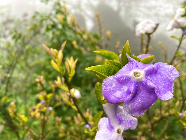 Paarse bloemendauw In de winter