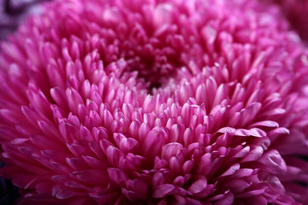 Paarse bloesemchrysant