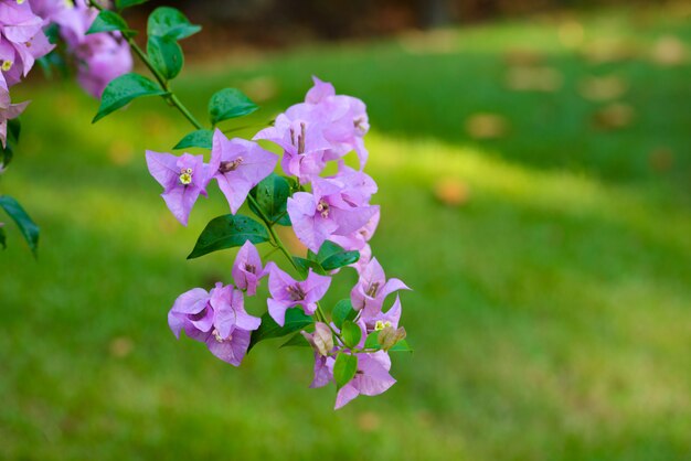 Paarse Bougainvillea-bloem