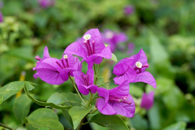 Paarse bougainvillea bloemen in de tuin