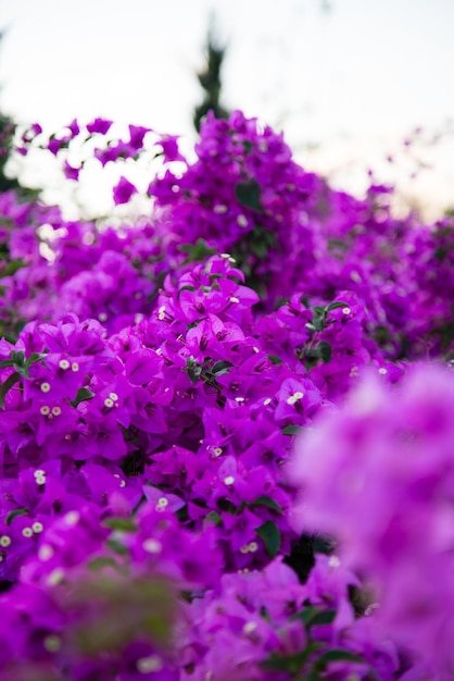 paarse bougainvillea in de tuin