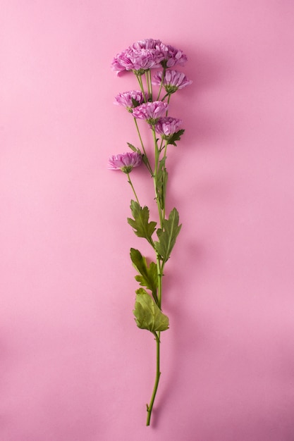 Paarse chrysant en bloemblaadjes