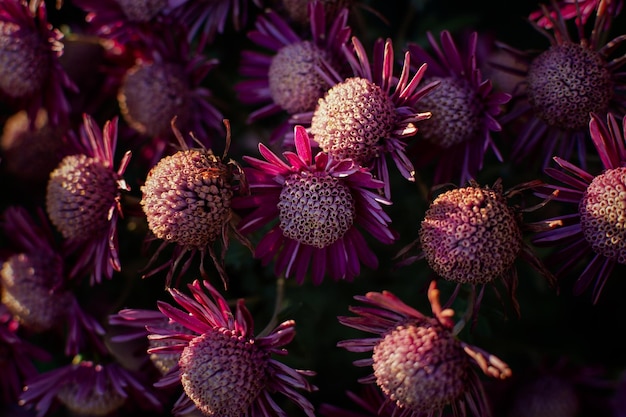 Foto paarse chrysanthemums herfsttuin een bloembed in helder zonlicht een prachtige abstracte achtergrond