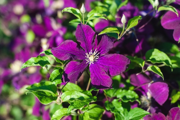 Paarse clematis klimmer plant bloeiend in de tuin, close-up