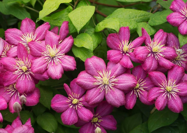 Paarse clematisbloem in de tuin 6