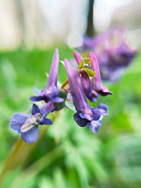 Foto paarse corydalis bloemen groeien op het gazon.