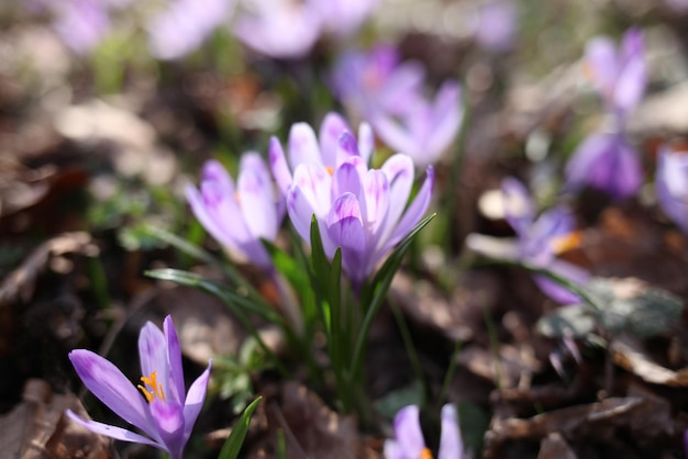 Paarse crocus bloemen in het voorjaar