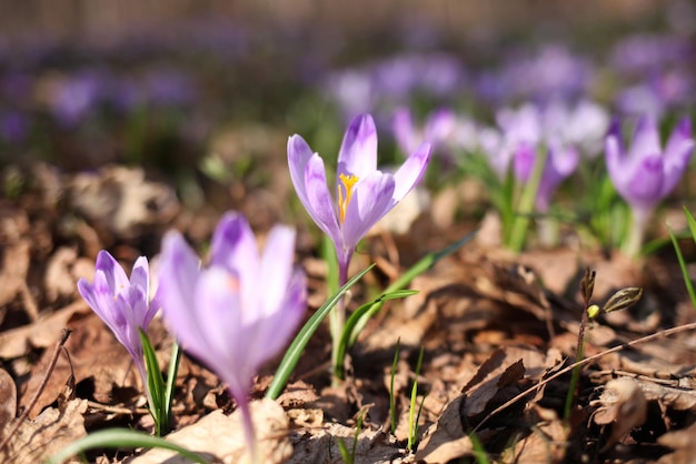 paarse crocus bloemen in het voorjaar