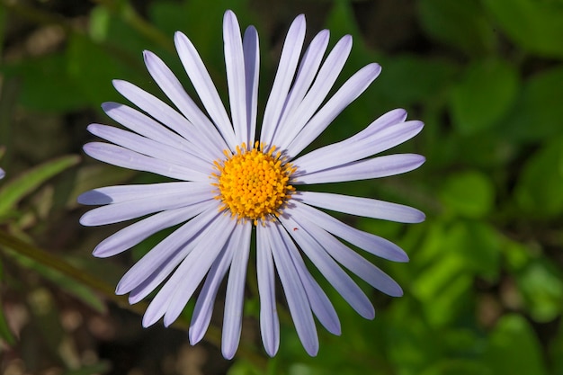 Paarse Daisy Flower